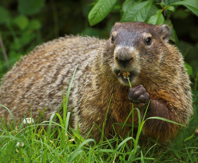 A groundhog, a small furry mammal with a blunt snout and brown grizzled fur stands in a grassy area and bring a clover to its mouth with its paw