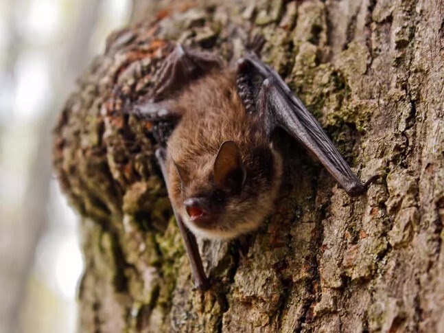 A little brown bat clings to the trunk of a tree.