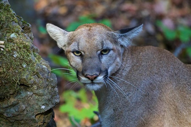 View of a mountain lion from the shoulder up with its ears flattened