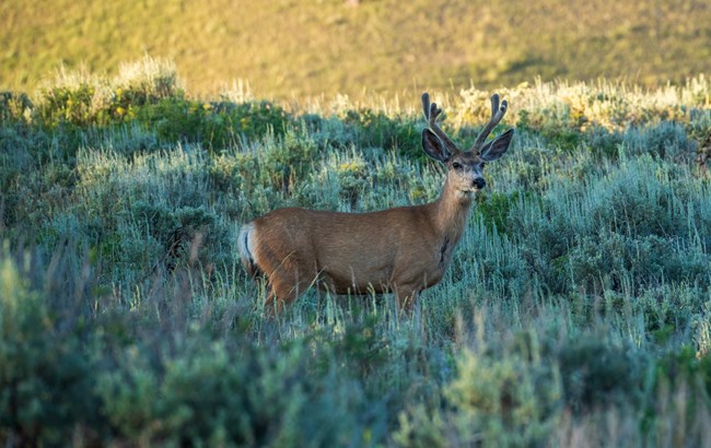 Mule deer with antlers standing in dense, green vegetation