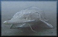 Pallid Sturgeon underwater view