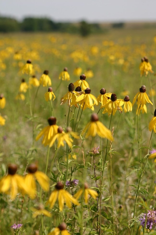 A field of yellow prairie coneflowers in the tallgrass prairie.
