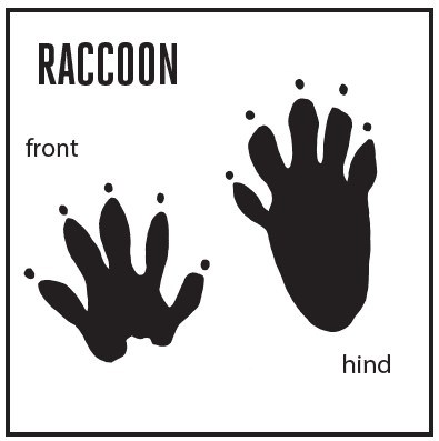 A square graphic with a heading label "Raccoon" and shapes of a racoon's front and hind foot