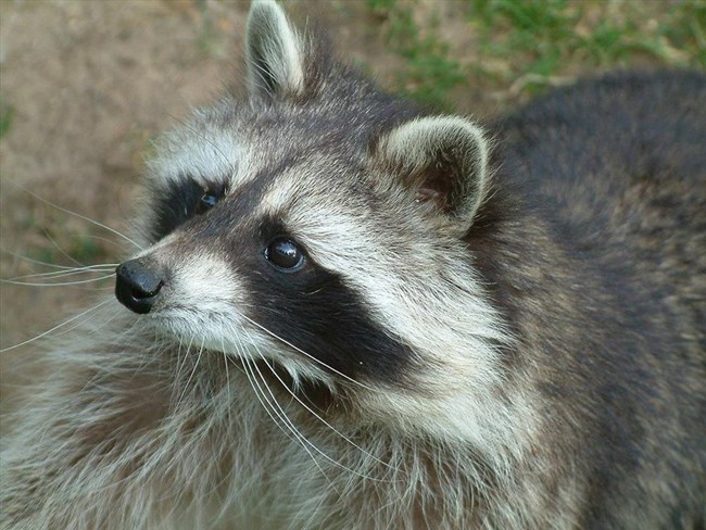 A close-up view of a raccoon's face and upper body, seen as a slight profile