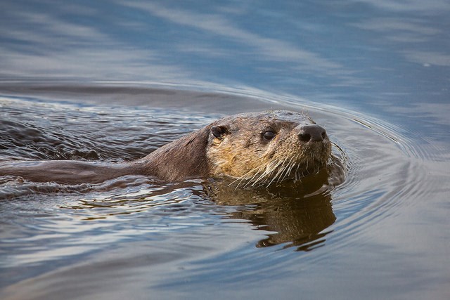 Close range photo of river otter swimming and looking at camera