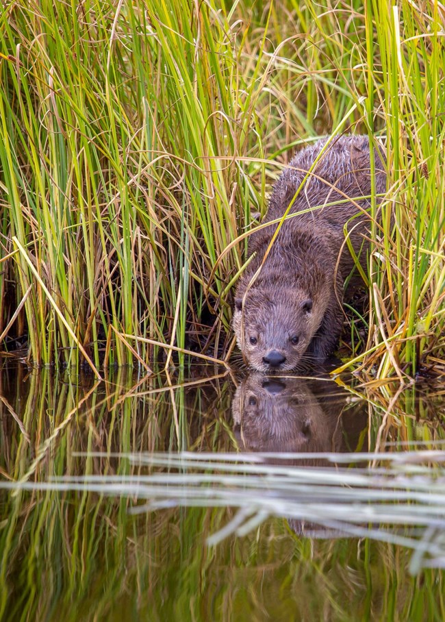 A river otter walks diagonally beside dry wetland plants. The otter’s front and hind legs are close together, giving its body a scrunched, curved shape.