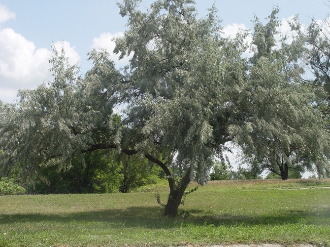 Russian Olive tree with silvery colored leaves.