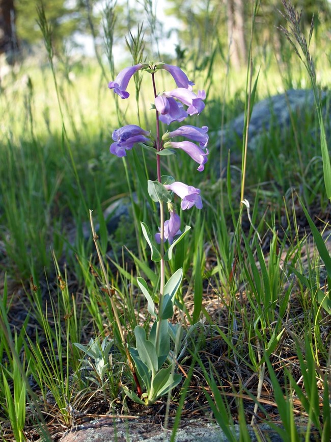 Shell-leaf penstemon have opposite leaves, ovate to oblong, thick and fleshy; bluish-green with a waxy blue sheen and clasping at the base. The large two inch, pale purple flowers are five lobed.