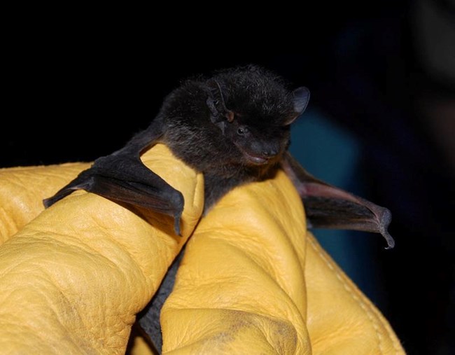 A Silver haired bat with black fur in a researcher's gloved hand.