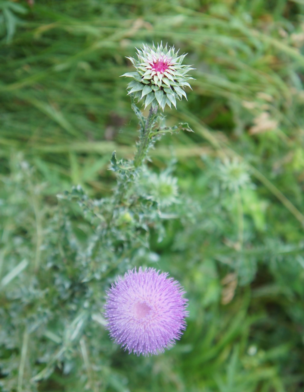 Spiny Plumeless Thistles, one fully bloomed, one not, with spiny ribs on their bloom stalks and purplish pink centers.