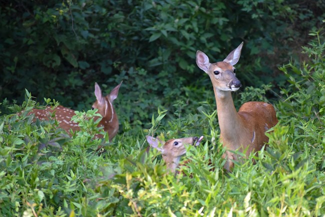 A mother white-tailed deer looks above the grass with perked up ears. Her two fawns are beside her also looking around with alert ears. the fawn closest to her sticks its tongue out at her.
