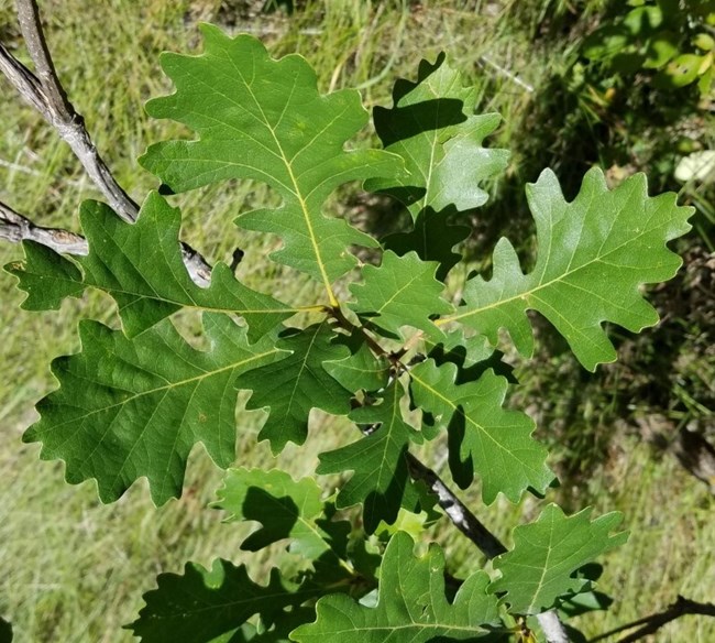 Bur Oak with large green lobed leaves.