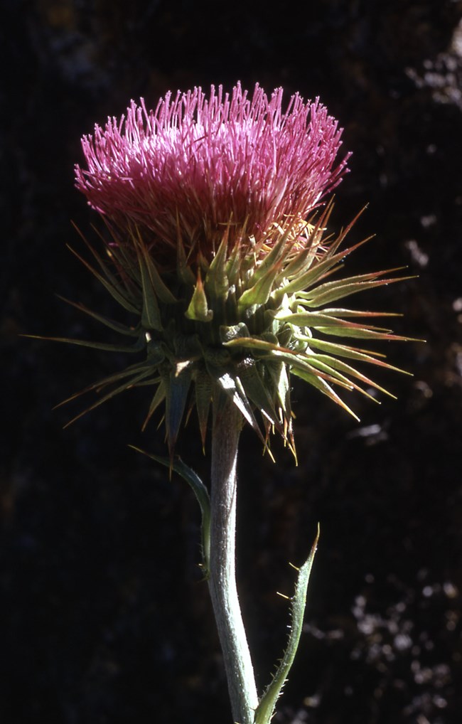 A purple flower blooms above sharp spines at the end of a stem.