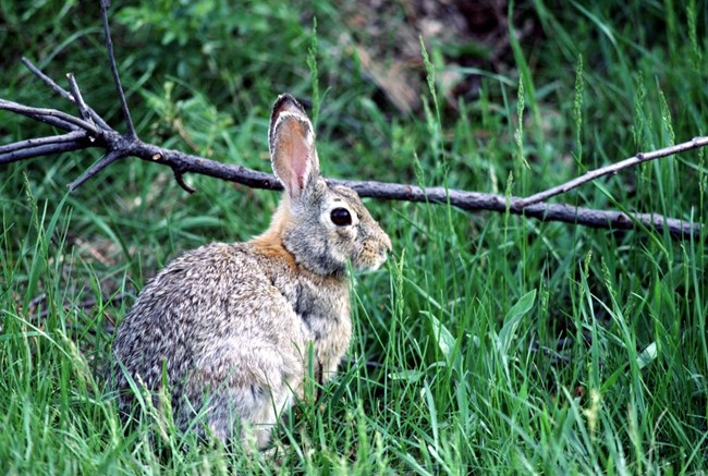 Eastern Cottontail in Green Grass