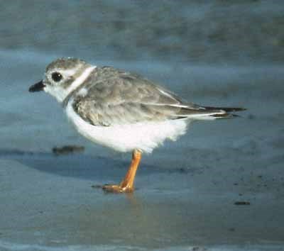 Piping Plover