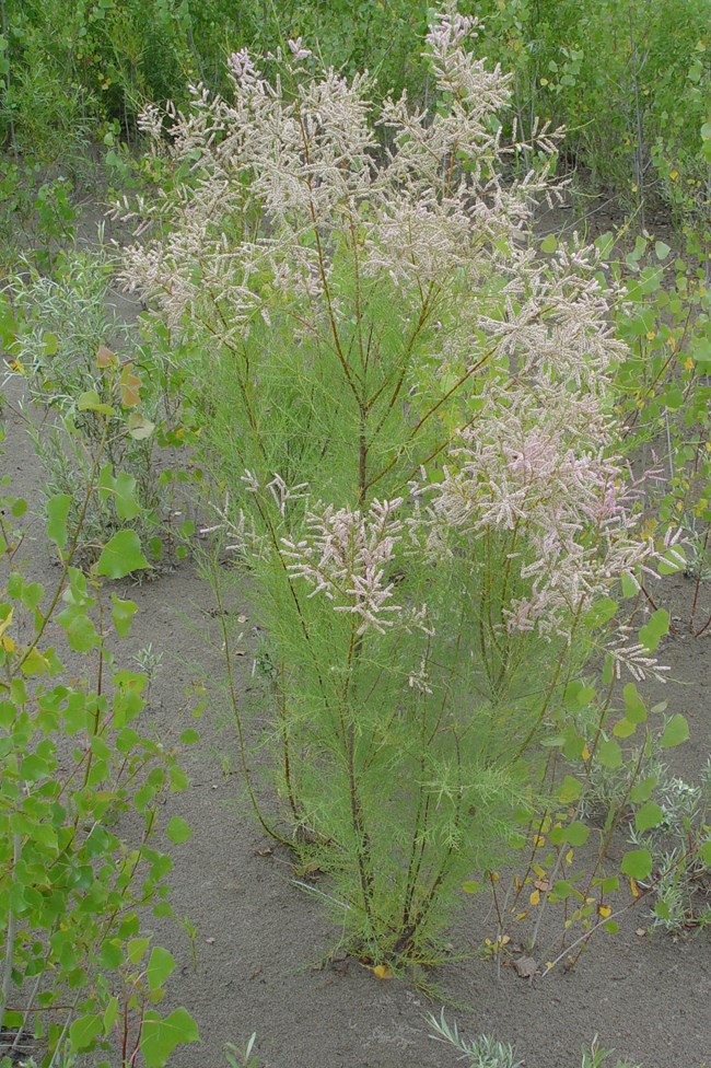 Salt Cedar on sandy terrain with other green vegetation throughout the image.