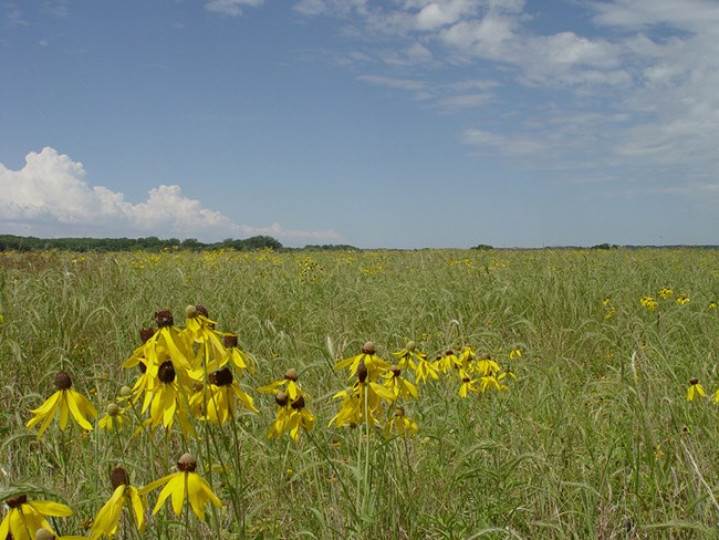 Yellow coneflowers in bloom in the prairies of Bow Creek Recreation Area.