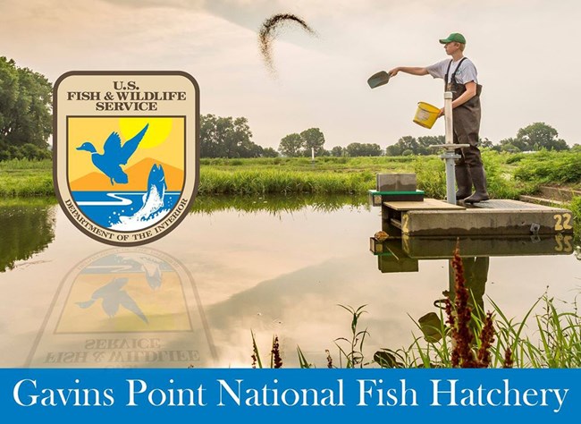 A man standing on a concrete platform throws fish food into a pool. The USFWS logo is on the left of picture.