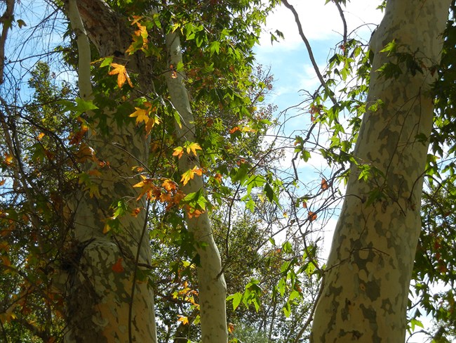a tall tree with pale, mottled bark of varying shades and large, star-shaped leaves