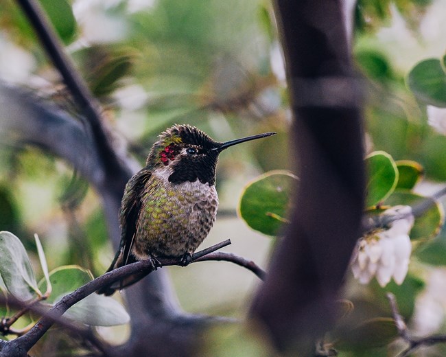 a green hummingbird with a dark throat and shiny red feathers on the sides of its head