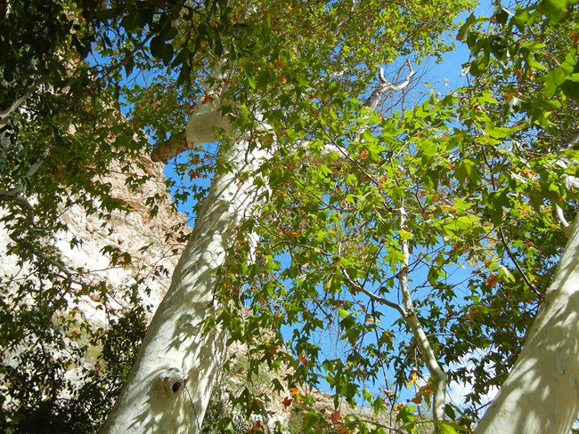 A picture of an Arizona Sycamore