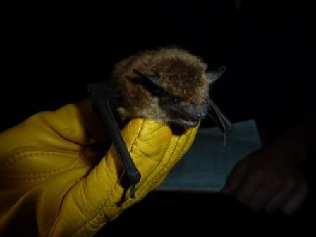 A small brown bat held by a person with a yellow leather glove at night.