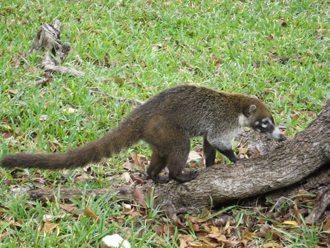 a small, brown, raccoon-like mammal with a long, vaguely striped tail, a white spotted muzzle, and dark irregular mask and dark legs sniffing at the ground