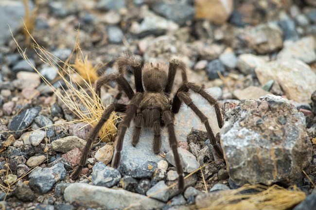 a large, brown, hairy spider