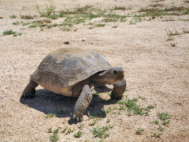 A grayish brown tortoise with a smooth, oval-shaped shell standing in an open area