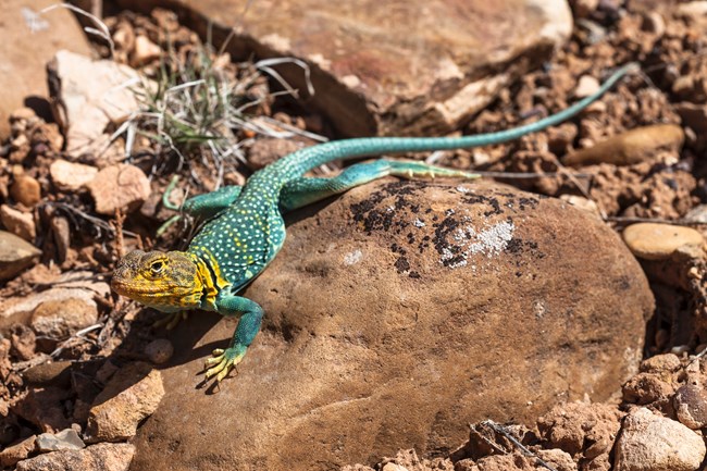a bright turquoise lizard with a yellow head, white spots, and two black stripes across its neck