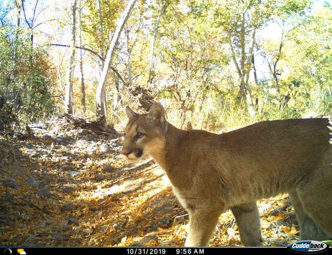 trail camera image of a mountain lion in a forested area looking to the left