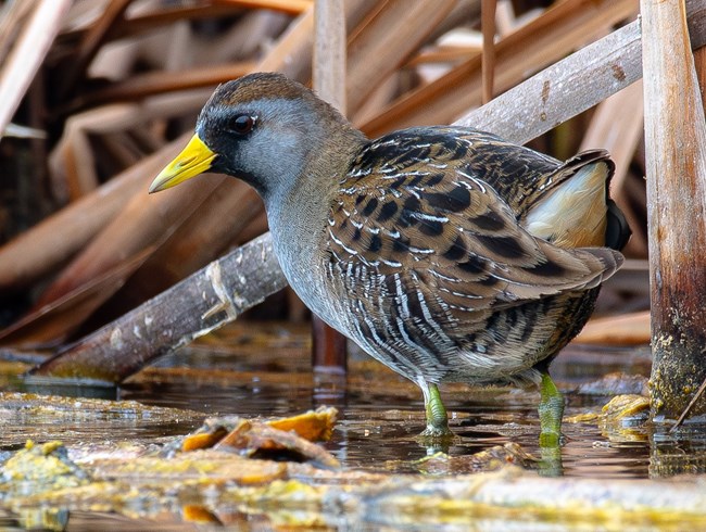 a small chicken-like bird with a yellow bill walking among cattails. The bird is gray underneath, brown and black on top, and has a black face
