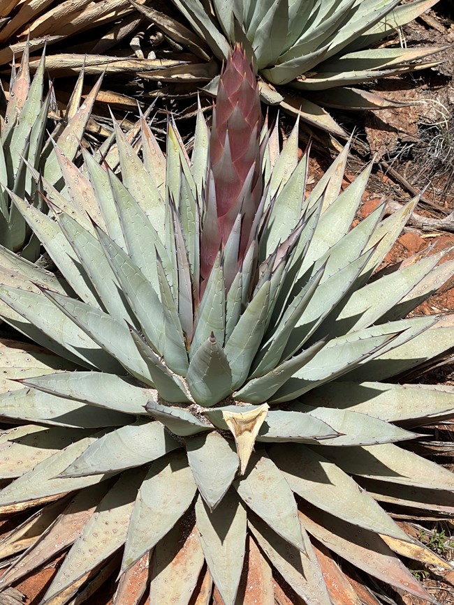 A large plant with several rosettes of long, sharp, light green leaves with serrated edges. A thick, brown stalk similar to an asparagus is growing from the center of the plant.