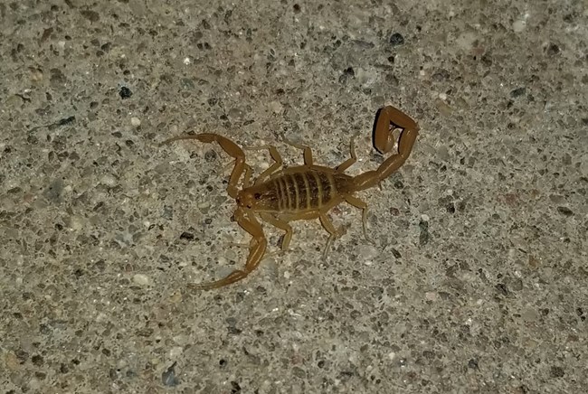 a small brown scorpion on pavement