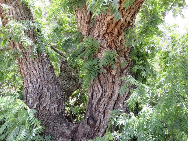 a large tree with green, compound leaves