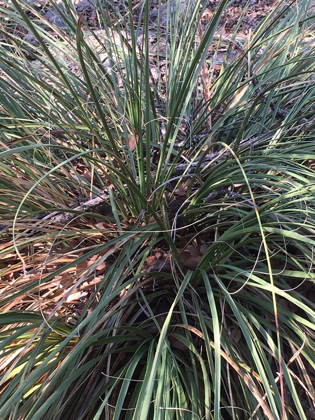 a plant resembling a tuft of tall grass with many long, skinny, green leaves