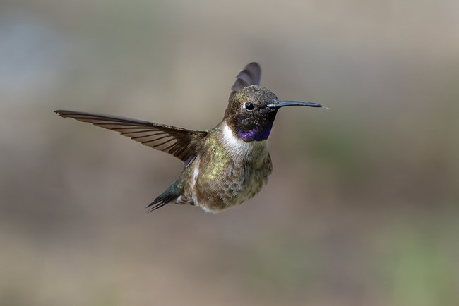 a green hummingbird with a black and iridescent purple patch on its throat