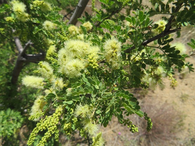 close-up of a tree's branches with many small, fern-like leaves and several fluffy, pale yellow flowers
