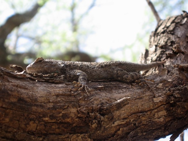 photo of a large, brown lizard with pointed scales and a dark marking on its throat clinging to a tree branch looking down at the photographer