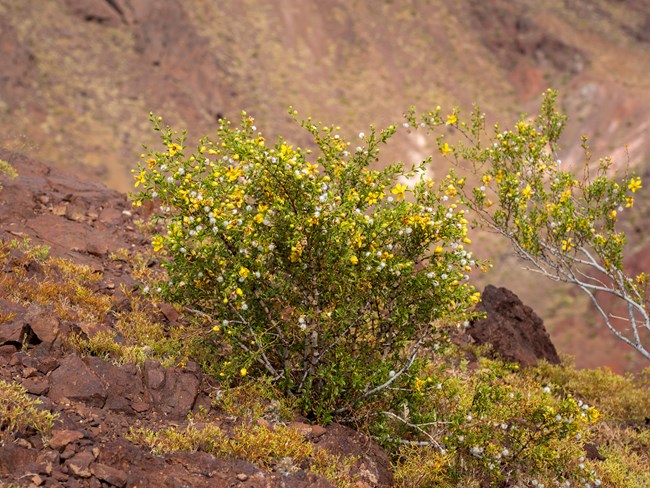 a shrub with small, yellow-green leaves, many yellow flowers, and small, fuzzy, white fruits