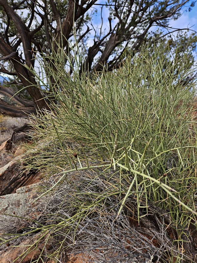 a woody shrub with no leaves and branches of long, green thorns