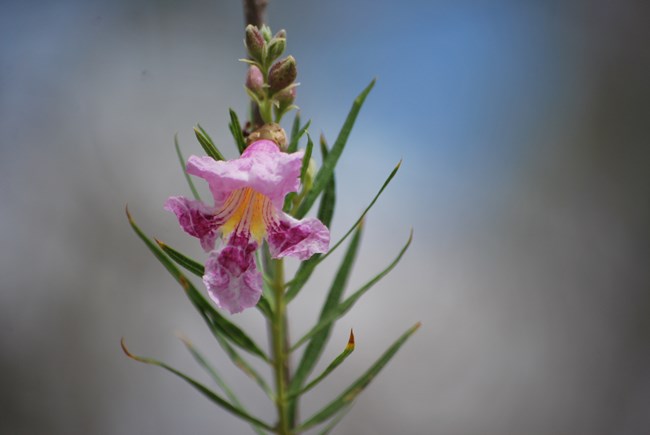 a pink flower with five petals growing from the tip of a branch