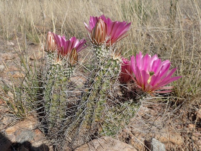 a small cactus with several cylindrical segments. all of the segments have a single pink flower or flower bud growing from the top.