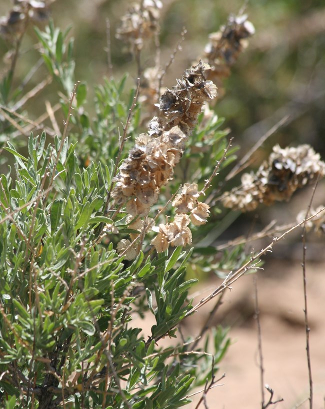 a leavy shrub with many long clusters of brown, papery seed pods
