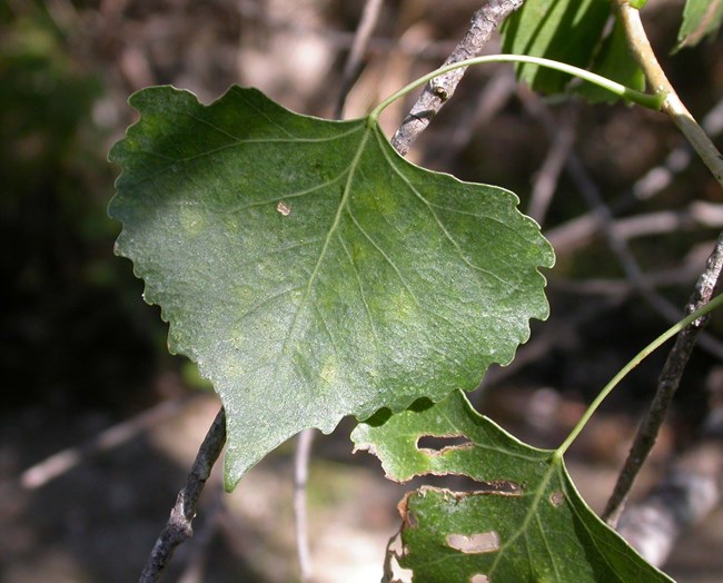 close-up of a spade-shaped leaf with a toothed edge