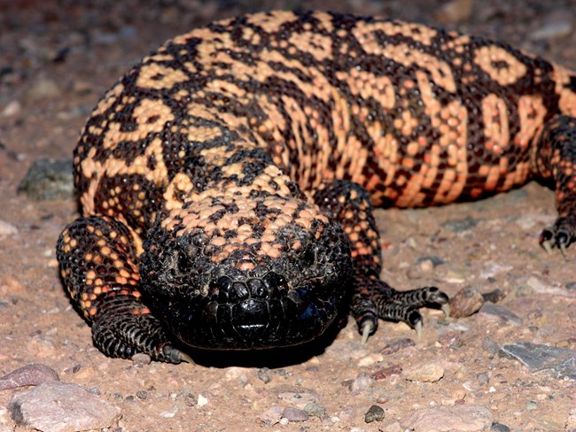 a large lizard with bumpy black and pink skin looking at the camera