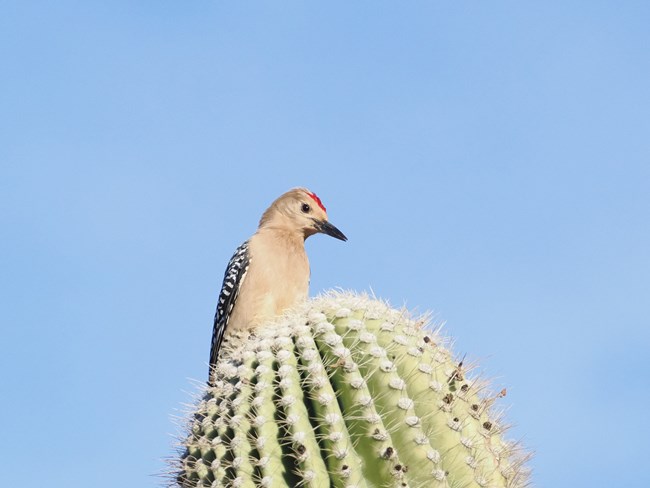 a tan woodpecker with black and white striped wings and a red crest perched on top of a saguaro