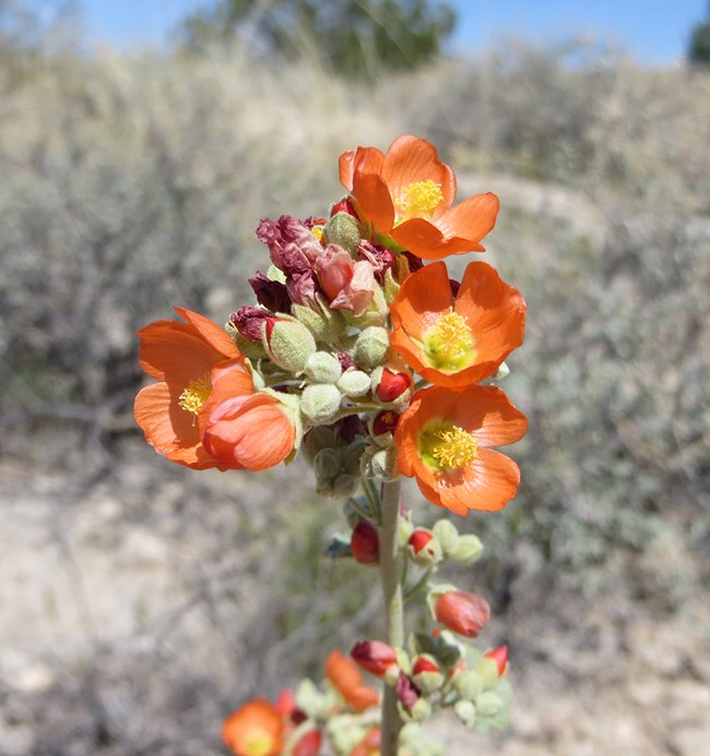 a plant with a single stalk with several small, bright orange orange flowers with yellow centers