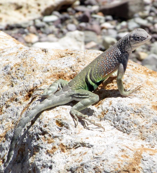 a gray lizard with light orange spots along its sides and two black stripes near its hind legs on top of a patch of yellow-green scales