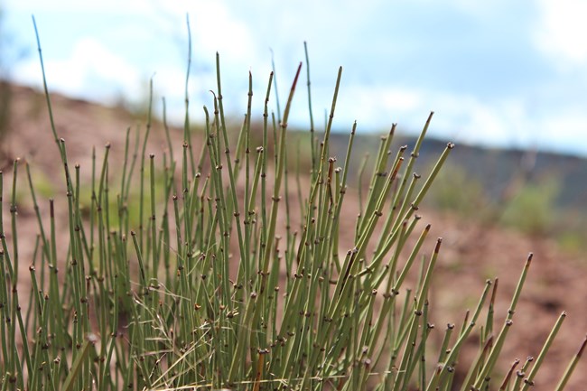 a shrub with many green, thin, jointed branches and no leaves